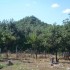 82-agrosykia-old-cemetary