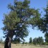 93-agrosykia-old-cemetary
